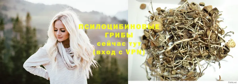 Псилоцибиновые грибы Psilocybe  Североуральск 